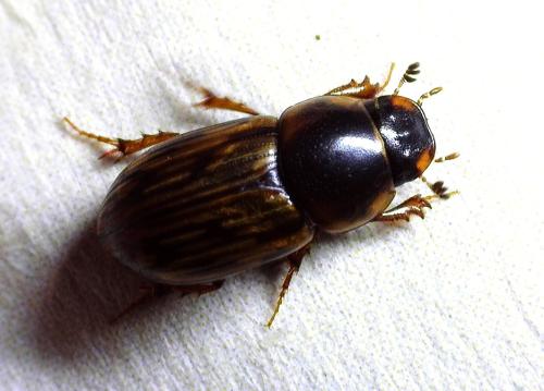 Aphodiinae
